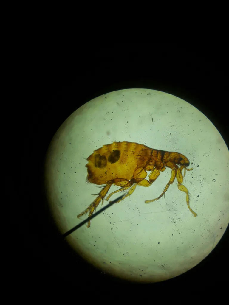 Ticks & Fleas