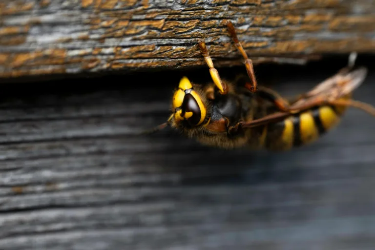 Wasps