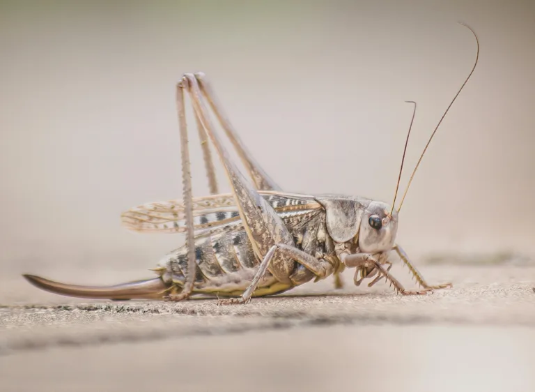Crickets
