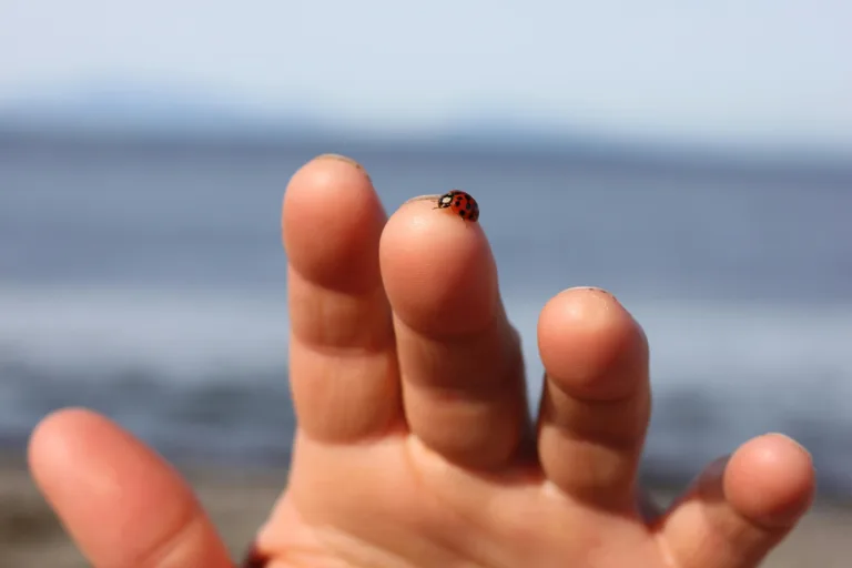 Lady Bugs