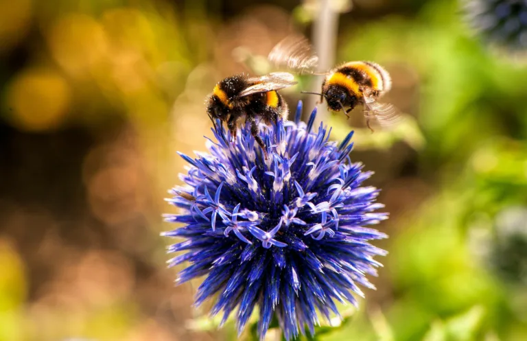 Bumblebees