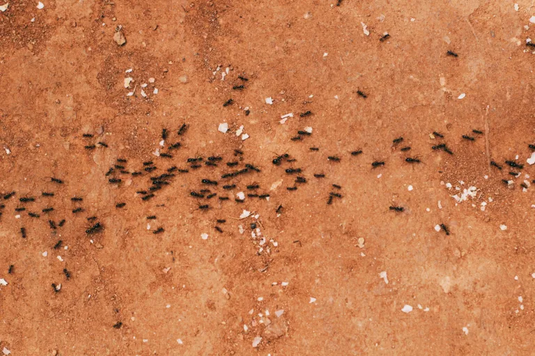 Ants