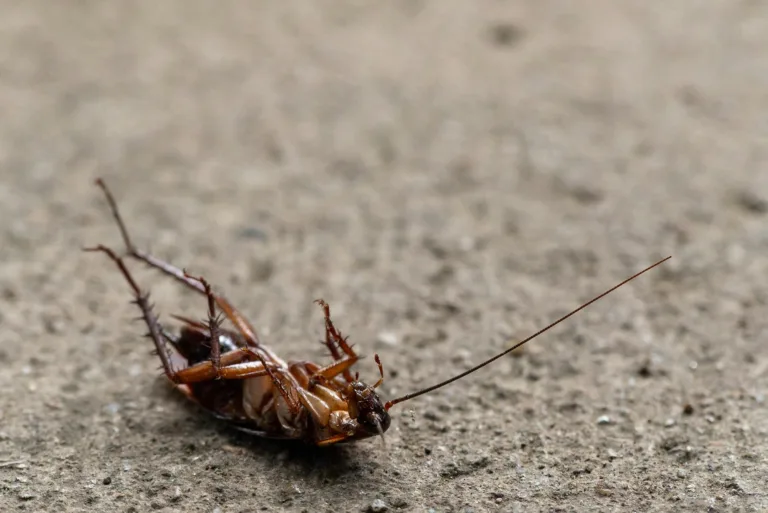 Coachroaches