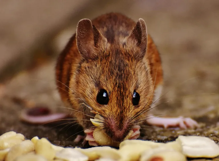 Mice