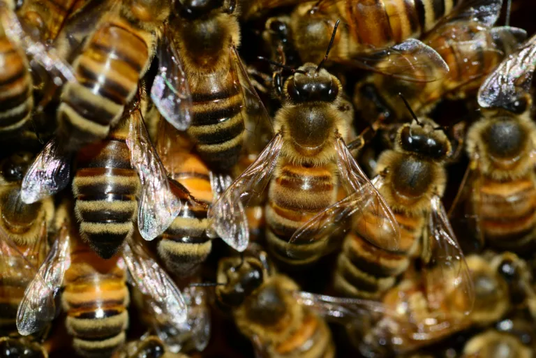 Carpenter Bees